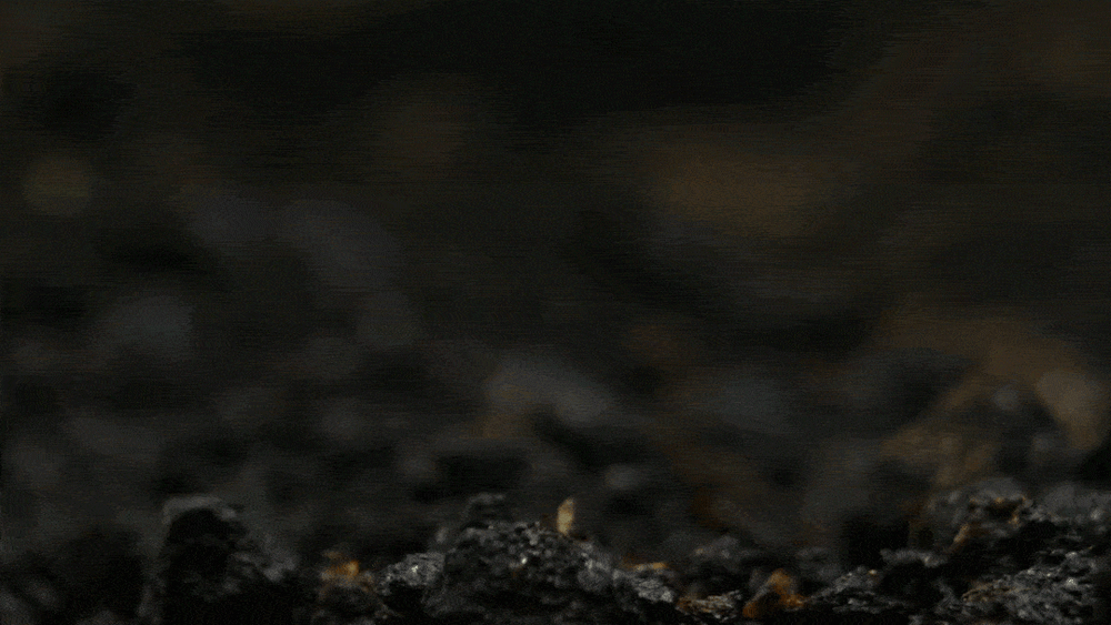 🌱2026 Evergreen Dwarf Grass Seed for Four Seasons