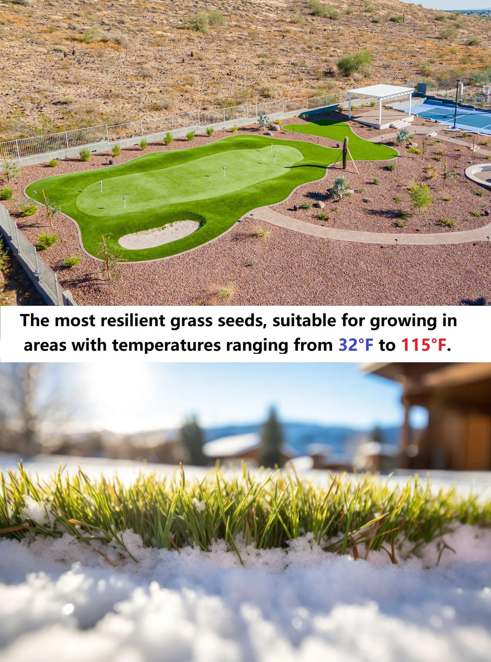 🌱2026 Evergreen Dwarf Grass Seed for Four Seasons